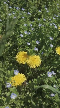 Vertical footage, Camera approaches to yellow Dandelions flowers, Taraxacum growing among Common field-speedwell, Veronica persica in a green meadow, top view, close-up