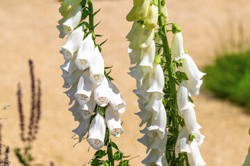 Foxglove flowers blooming in sunlit garden with sandy background. Digitalis grandiflora, Yellow foxglove © bykot
