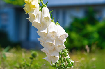 White foxglove bell flowers leaning in suburban garden foreground. Digitalis grandiflora, Yellow foxglove © bykot