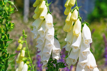 Clustered digitalis blooms hanging among greenery in meadow setting. Digitalis grandiflora, Yellow foxglove © bykot