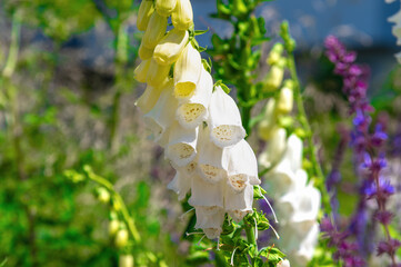 Tall foxglove stalks with white tubular blossoms in outdoor bed. Digitalis grandiflora, Yellow foxglove © bykot