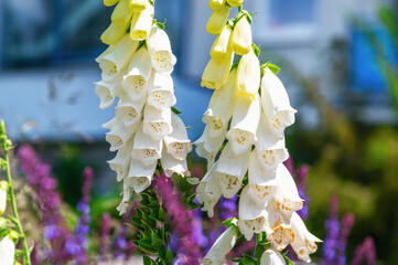 White foxglove spikes blooming in blurred garden background. Digitalis grandiflora, Yellow foxglove © bykot