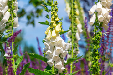 White foxglove spires rising among wildflowers in blue sky. Digitalis grandiflora, Yellow foxglove © K. Yeudakimava