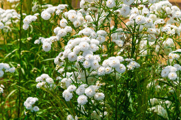White clustered flowers covering meadow with green stems. Achillea ptarmica, Sneezewort © K. Yeudakimava