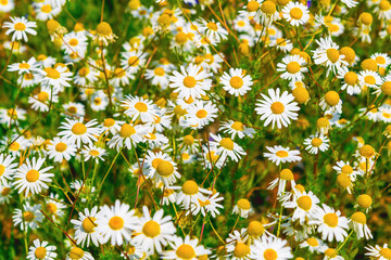 Fototapeta premium Chamomile flowers blooming densely in sunlit meadow field. Tripleurospermum inodorum, Scentless Mayweed