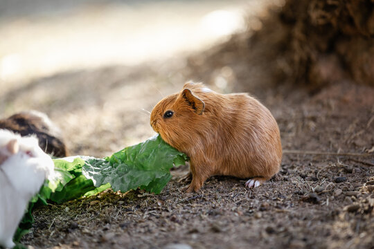 Domestic guinea pig (Cavia porcellus) feeding on fresh green leaves under warm natural sunlight. Selective focus and natural interaction create concepts of pet care, nutrition and companionship.
