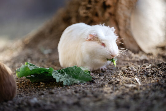 Domestic guinea pig (Cavia porcellus) feeding on fresh green leaves under warm natural sunlight. Selective focus and natural interaction create concepts of pet care, nutrition and companionship.