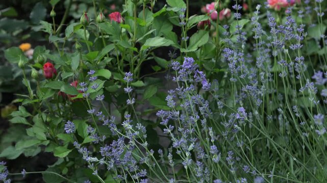 Natural background with summer flowers in garden