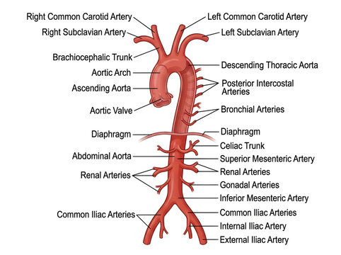 Human aortic artery system anatomical diagram isolated on white background