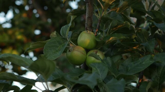  small apple fruit on tree summer everning