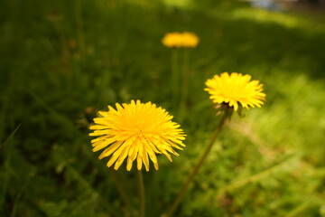 Common dandelion Plant The best-known species of the genus *Taraxacum* (dandelion) in the Asteraceae family. © Artak