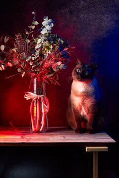 Mekong bobtail cat with flowers in vase illuminated by colorful studio lighting
