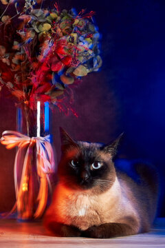 Mekong bobtail cat resting beside flowers with vibrant red blue lighting