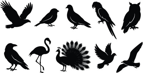 Obraz premium Black bird species silhouettes flying perched owl parrot peacock flamingo dove seagull vector design collection