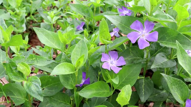Beautiful purple periwinkle flowers move in a gentle breeze