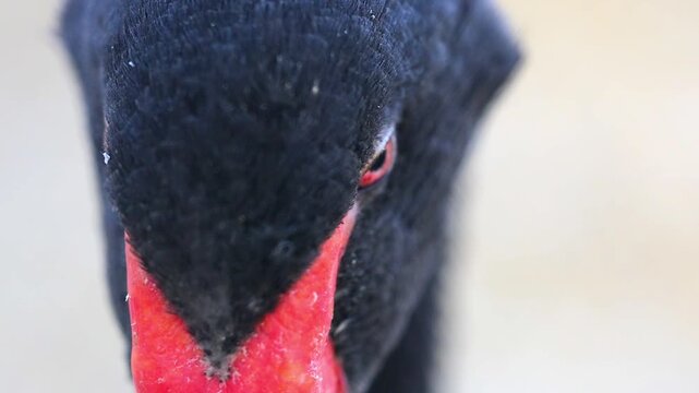 Black Swan close-up displaying vibrant red bill against blurred natural 180fps Captured in Cinematic High Detail Footage