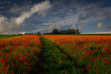 Obraz premium Beautiful vibrant red poppy flowers blooming in a sunny spring field in Poland. Serene rural landscape with wild flora.