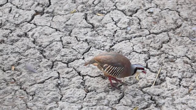 Ground Bird Foraging on Drought Cracked Soil 180fps Captured in Cinematic High Detail Footage