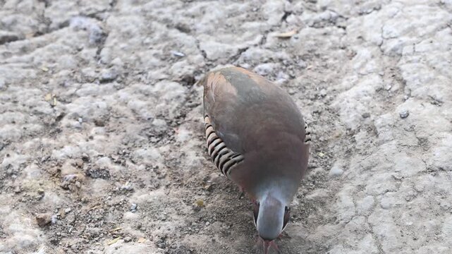 Close View of Partridge Bird Standing on Dry Earth 180fps Captured in Cinematic High Detail Footage