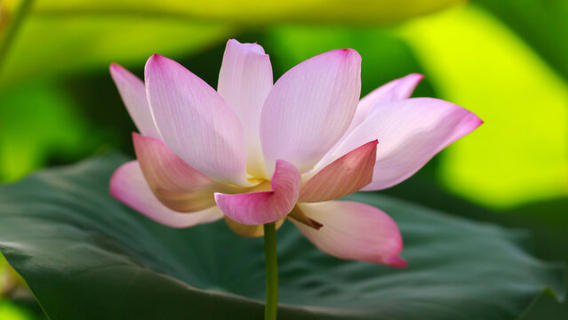 Beautiful lotus flower close-up. Lotus ( Latin- Nelumbo ) is a genus of dicotyledonous plants. Floral background. Natural wallpaper