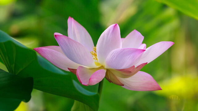 Beautiful lotus flower close-up. Lotus ( Latin- Nelumbo ) is a genus of dicotyledonous plants. Floral background. Natural wallpaper