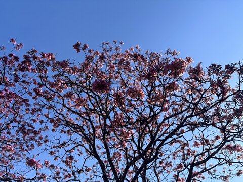 Ip&ecirc;-rosa Tabebuia rosea (Bertol.)
