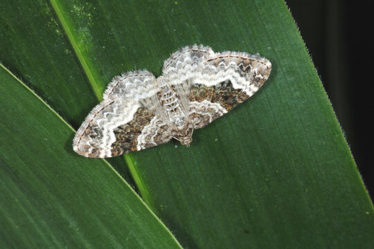 Graubinden-Labkrautspanner, Epirrhoe alternata auf einem Maisblatt