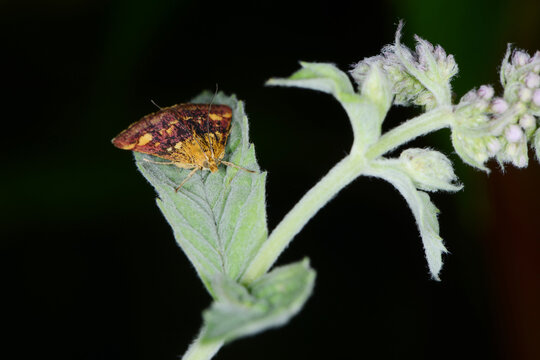 Purpurrote Z&uuml;nsler, Pyrausta purpuralis, Falter auf einem Rossminzen-Blatt