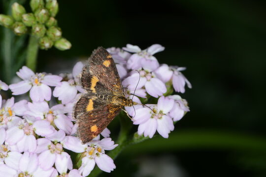 Purpurrote Z&uuml;nsler, Pyrausta purpuralis, Falter auf einer Schafgarbenbl&uuml;te