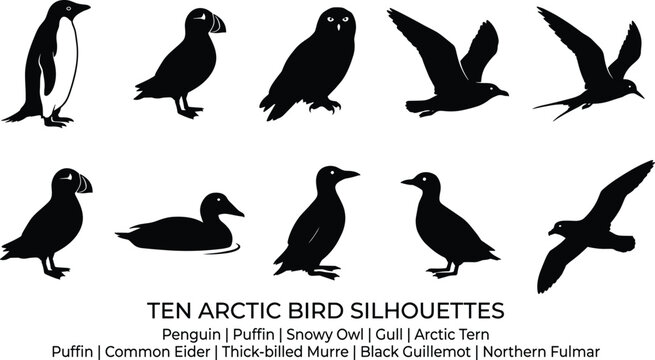 Arctic bird silhouettes including penguin puffin snowy owl gull tern eider murre guillemot and fulmar