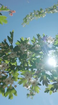 Vertical footage, Branch of blossoming hawthorn tree, covered with white flowers, buds, and green leaves, sways in wind against blue sky on bright sunny day, backlit by sun with lens flare