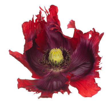 poppy flower isolated