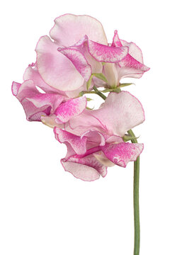 sweetpea flower
