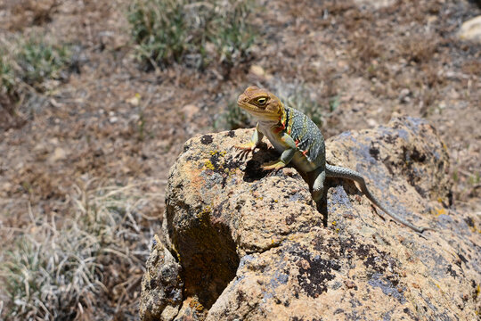 Common Collared Lizard - Crotaphytus collaris - sunning on rock on Mount Garfield trail on Colorado Plateau on sunny summer morning.