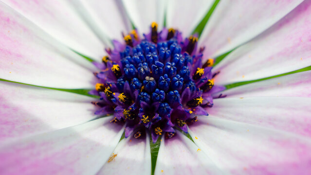 Osteospermum flower revealing vibrant blue and purple center with pollen