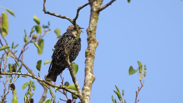 An adult common starling (Sturnus vulgaris) biting twice in a twig and balancing on a twig