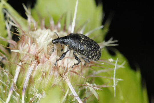 Gro&szlig;e Distelr&uuml;ssler, Larinus sturnus, Larinus spp.