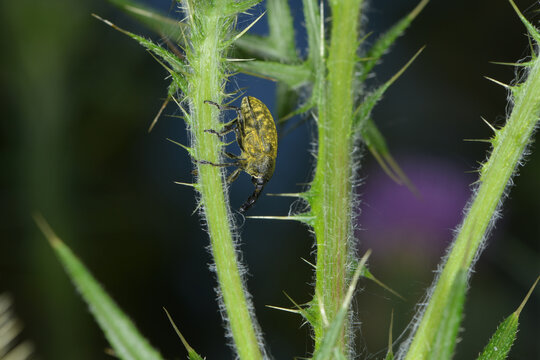 Gro&szlig;e Distelr&uuml;ssler, Larinus sturnus, Larinus spp., K&auml;fer an einem Distelst&auml;ngel, Distelblatt  Pflanzenausschnitt