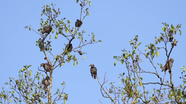 A group of common starlings (Sturnus vulgaris) sitting in the top of a tree
