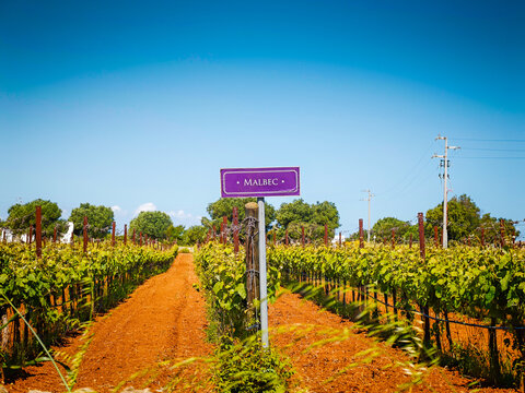 Malbec vineyard panoramic landscape with wine variety chart, scenic grape fields and viticulture information display for wine production and tourism