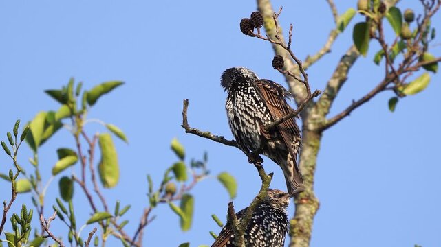 An adult common starling (Sturnus vulgaris) preening its feathers thoroughly