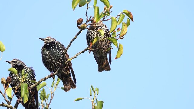 An adult common starling (Sturnus vulgaris) sitting on a twig in the top of a tree, preening its feathers and wiping its beak along a branch