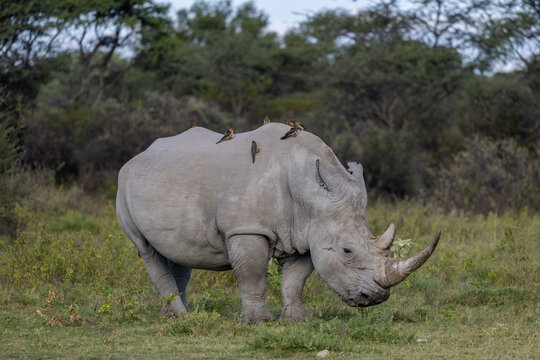 white rhino in khama rhino sancturay of botswana