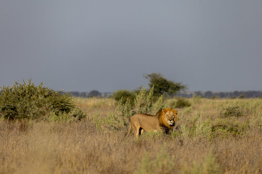 Lion at Nxai pan national park of Botswana