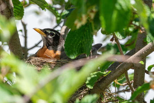 Adult Robin bird sitting in nest in Viburnum bush in spring