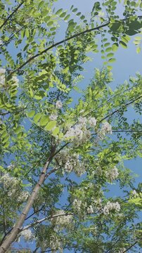 Vertical footage, Camera flies down among inflorescences of flowering White acacia or Black locust (Robinia pseudoacacia) against blue sky on sunny day