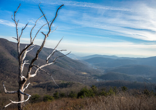 Landscape of the Blue Ridge Mountains near Shenandoah with an old grizzled tree in the foreground
