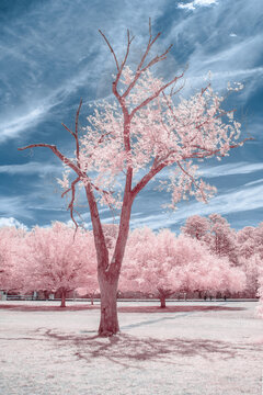 Infrared photography of a tree with unusual surreal color which feels alien and otherworldly