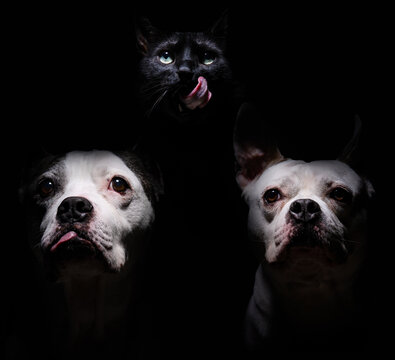 Low key portrait of two pit bull dogs and a black cat isolated against a plain black background