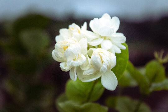 Close up of beautiful white Arabian jasmine flowers blooming in the garden
